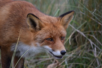 Fox close up during his walk through the dunes looking for prey. photo was made in the Amsterdam Water Supply Dunes in the Netherlands