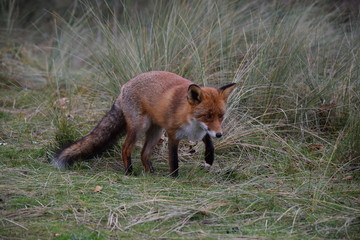 Fox close up during his walk through the dunes looking for prey. photo was made in the Amsterdam Water Supply Dunes in the Netherlands