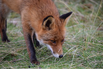 Fox close up during his walk through the dunes looking for prey. photo was made in the Amsterdam Water Supply Dunes in the Netherlands