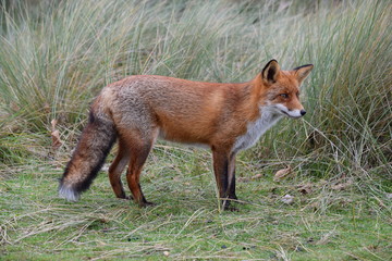 Fox close up during his walk through the dunes looking for prey. photo was made in the Amsterdam Water Supply Dunes in the Netherlands