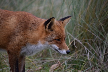 Fox close up during his walk through the dunes looking for prey. photo was made in the Amsterdam Water Supply Dunes in the Netherlands