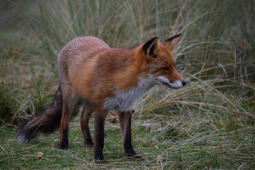 Fox close up during his walk through the dunes looking for prey. photo was made in the Amsterdam Water Supply Dunes in the Netherlands