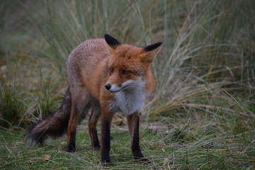 Fototapeta premium Fox close up during his walk through the dunes looking for prey. photo was made in the Amsterdam Water Supply Dunes in the Netherlands