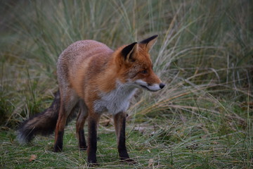 Fototapeta premium Fox close up during his walk through the dunes looking for prey. photo was made in the Amsterdam Water Supply Dunes in the Netherlands