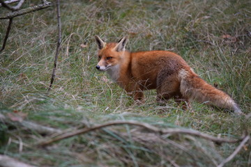 Fox close up during his walk through the dunes looking for prey. photo was made in the Amsterdam Water Supply Dunes in the Netherlands