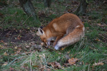 Fox digs up its hidden food again to eat. photo was made in the Amsterdam Waterleidingduinen in the Netherlands