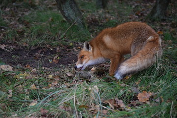 Obraz premium Fox digs up its hidden food again to eat. photo was made in the Amsterdam Waterleidingduinen in the Netherlands