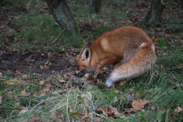 Naklejka na ściany i meble Fox digs up its hidden food again to eat. photo was made in the Amsterdam Waterleidingduinen in the Netherlands