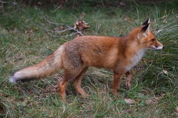 Naklejka na ściany i meble Fox close up during his walk through the dunes looking for prey. photo was made in the Amsterdam Water Supply Dunes in the Netherlands