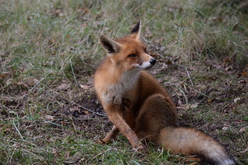 Fototapeta premium seated fox is resting and looking around while hunting for prey. photo was made in the Amsterdam Waterleidingduinen in the Netherlands