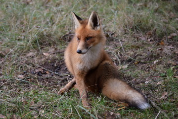 Fototapeta premium seated fox is resting and looking around while hunting for prey. photo was made in the Amsterdam Waterleidingduinen in the Netherlands