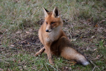seated fox is resting and looking around while hunting for prey. photo was made in the Amsterdam Waterleidingduinen in the Netherlands