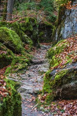 Trail through a mysterious dark old forest . Autumn. switzerland
