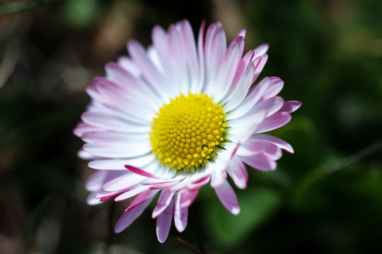 White and pink Bellis perennis, close up of flower head