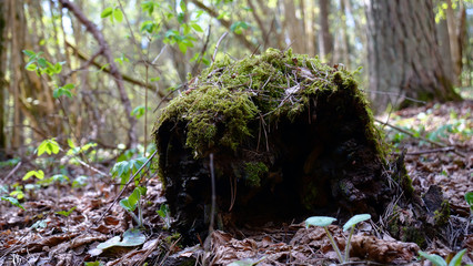 Close Up dead broken tree in a forest, moss and herb wrapped. Closeup of dead broken tree in a forest, moss and herb wrapped. Concept of: End life, Forest, Broken, Pine, Tree, Wild.