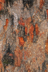 Beautiful bark of a jack fruit tree in Nepal