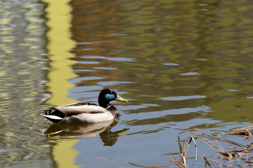 Mallard duck are swimming in the city pond
