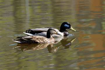 Couple of mallard duck are swimming in the city pond