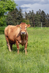 Braune Kuh auf der Weide