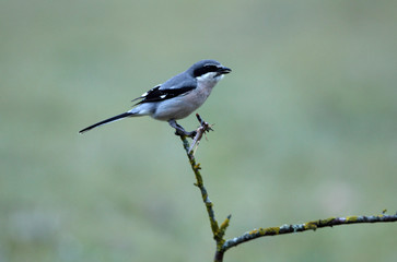 Obraz premium Southern grey shrike. Lanius meridionalis