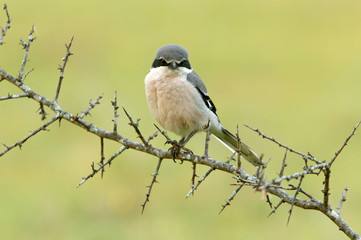 Southern grey shrike. Lanius meridionalis