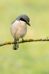 Southern grey shrike, Lanius meridionalis