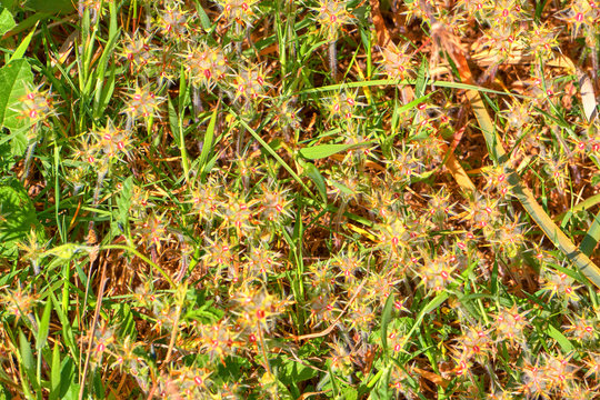 Trifolium Stellatum - Starry Clover , Stellate Clover , Star Clover Natural Texture