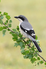 Fototapeta premium Southern grey shrike. Lanius meridionalis