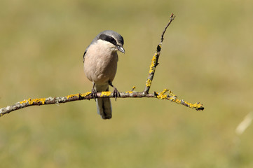 Southern grey shrike, Lanius meridionalis