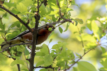 Vogel
