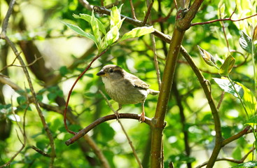 Garten,Hecke,Lebensraum,Sperling,Spatz