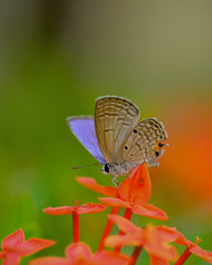 Macro Image Shot wildflower and insects photos