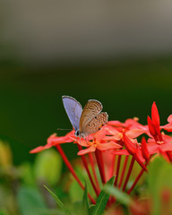 Macro Image Shot wildflower and insects photos