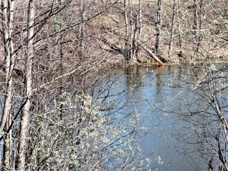 Trees on the coat of lake in spring