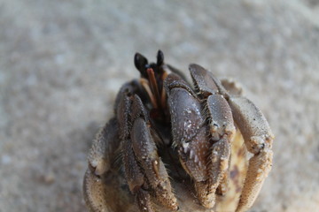 Hermit crab close up