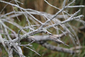 Branches of tree in winter