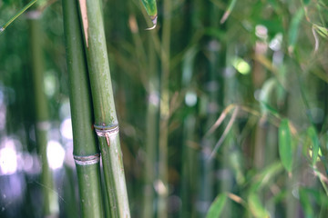 Fototapeta na wymiar Primer plano de conjunto de bambús.