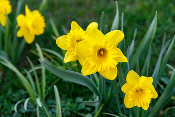 first daffodils in the flower bed
