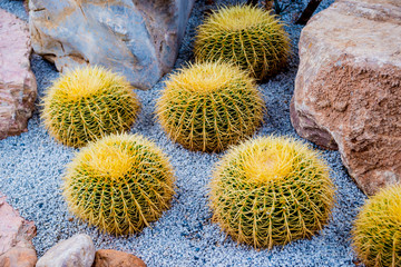 Collection beautiful prickly cacti in the greenhouse