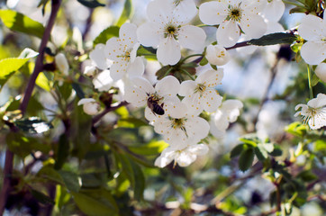 blooming cherry tree