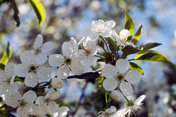 Obraz premium flowers of cherry tree