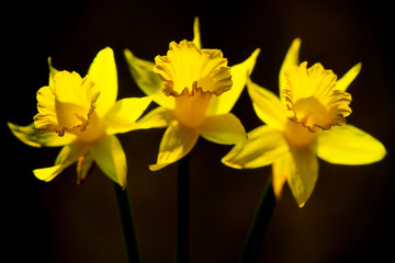 three yellow Narcissus 