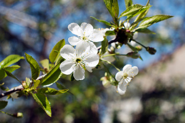 blooming apple tree