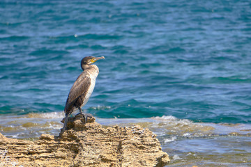Mediterranean Shag - Phalacrocorax Aristotelis - Sitting On A Rock During a Sunny Spring Day