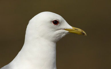 Common gull