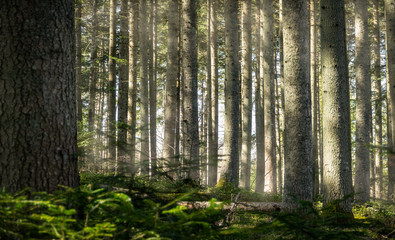 Fototapeta na wymiar Beautiful green forest in spring with sun light shining on the trees