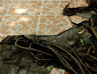 Indigenous tiles that are broken due to the roots of the trees under the ground Urgently need repair