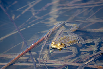 Common toad, European toad (Bufo bufo) in a pond.