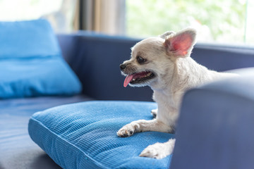 Dog so cute sleep on sofa looking at something