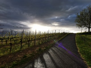 spring blossom flower sun vineyards sunset sundown